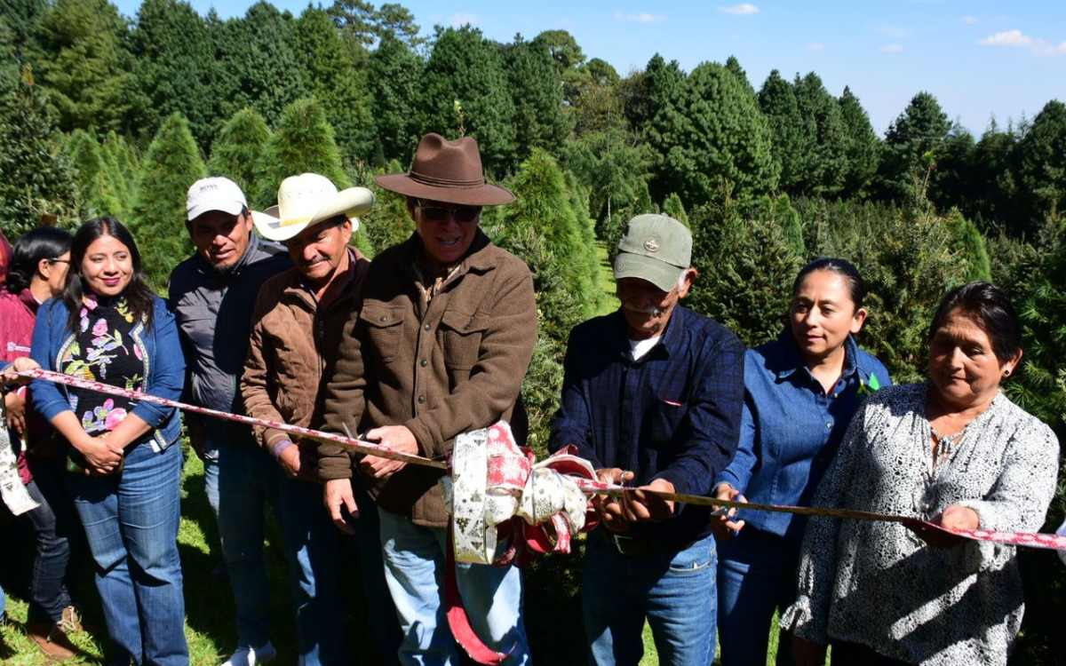 ya estan vendiendo arboles de navidad en edomex