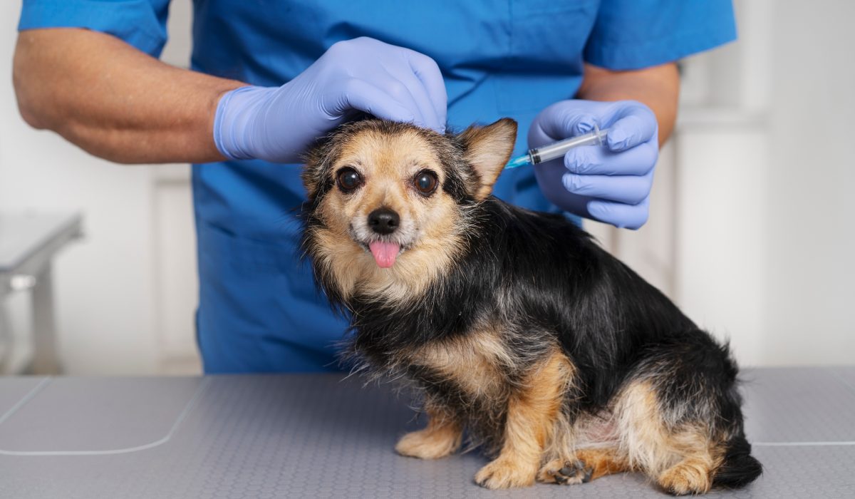 campaña esterilización canina en Metepec