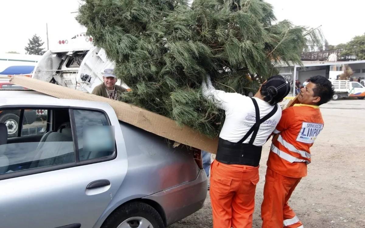 ARBOLITOS DE NAVIDAD EDOMEX 2025 PARA RECICLAR