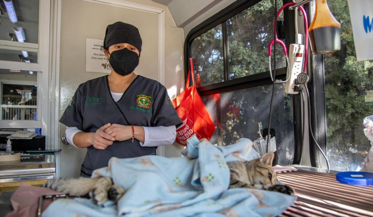 campaña de esterilización gratuita de perros y gatos en Toluca