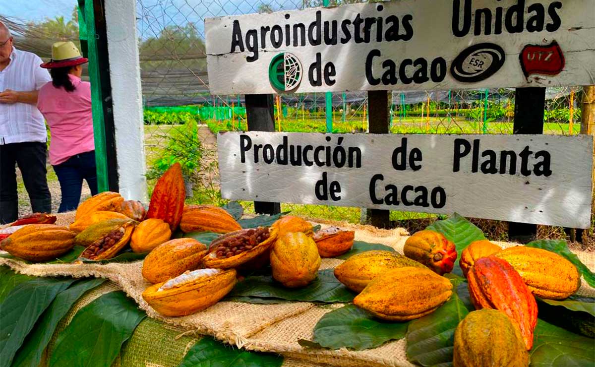 Agroindustrias unidas del cacao.