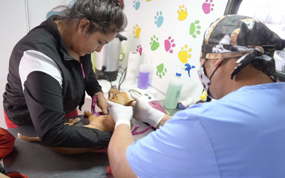 requisitos d ela campaña de esterilización gratuita para perros y gatos en Edomex 2024 en temoaya