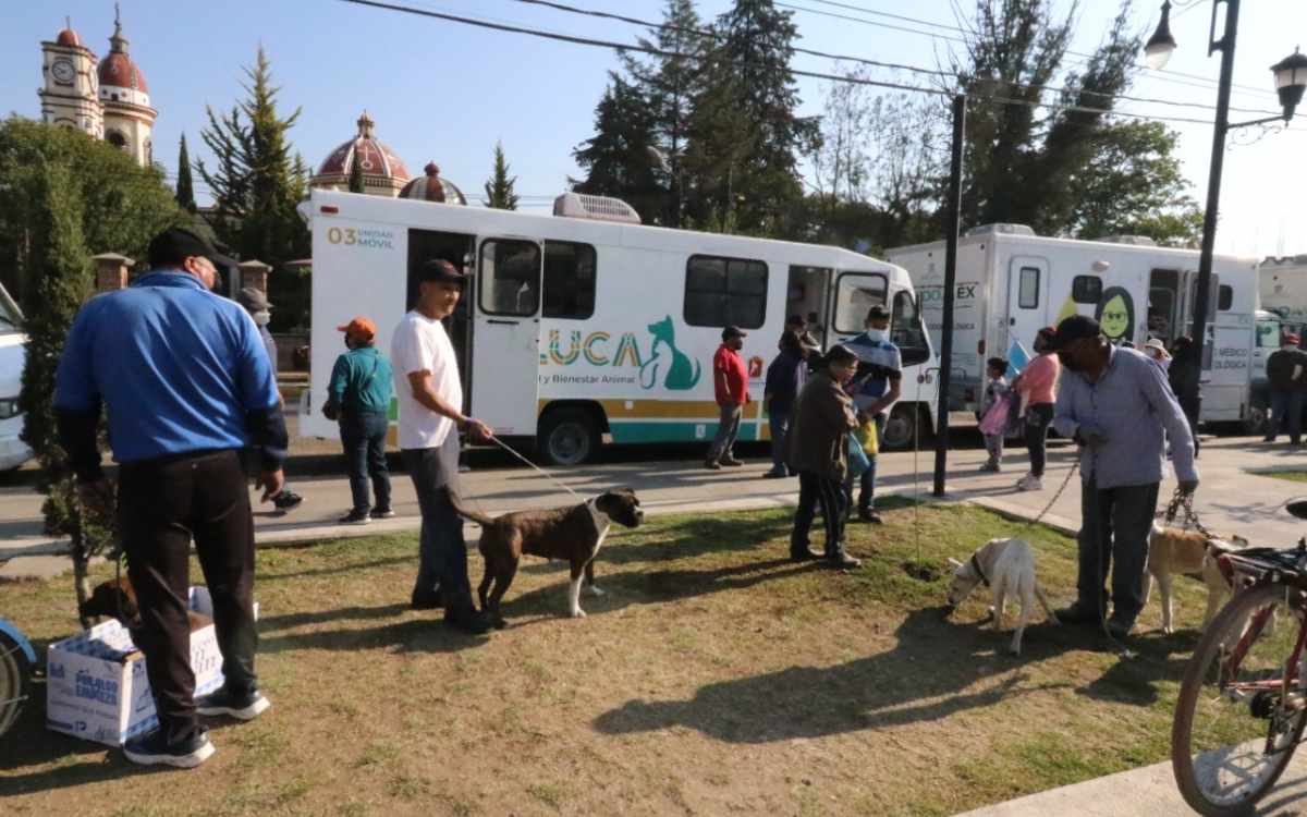 campaña de esterilizacion en toluca