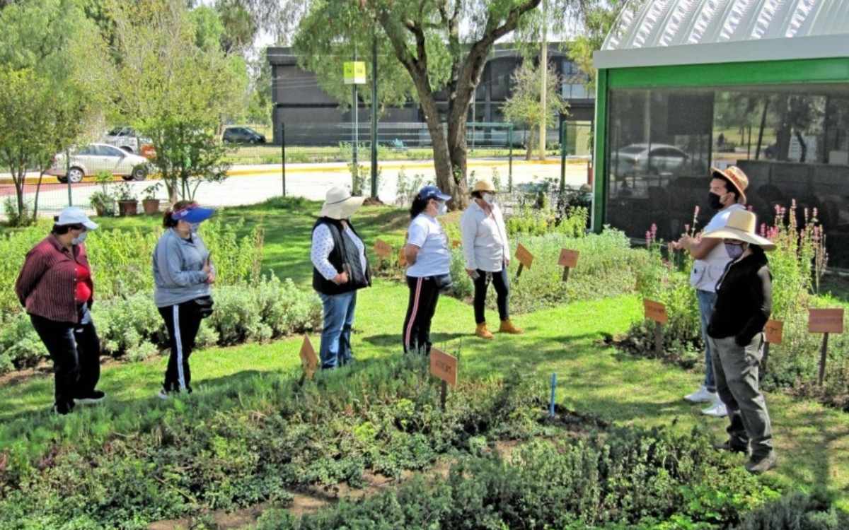 programa d ejardines gratuitos en toluca 2024