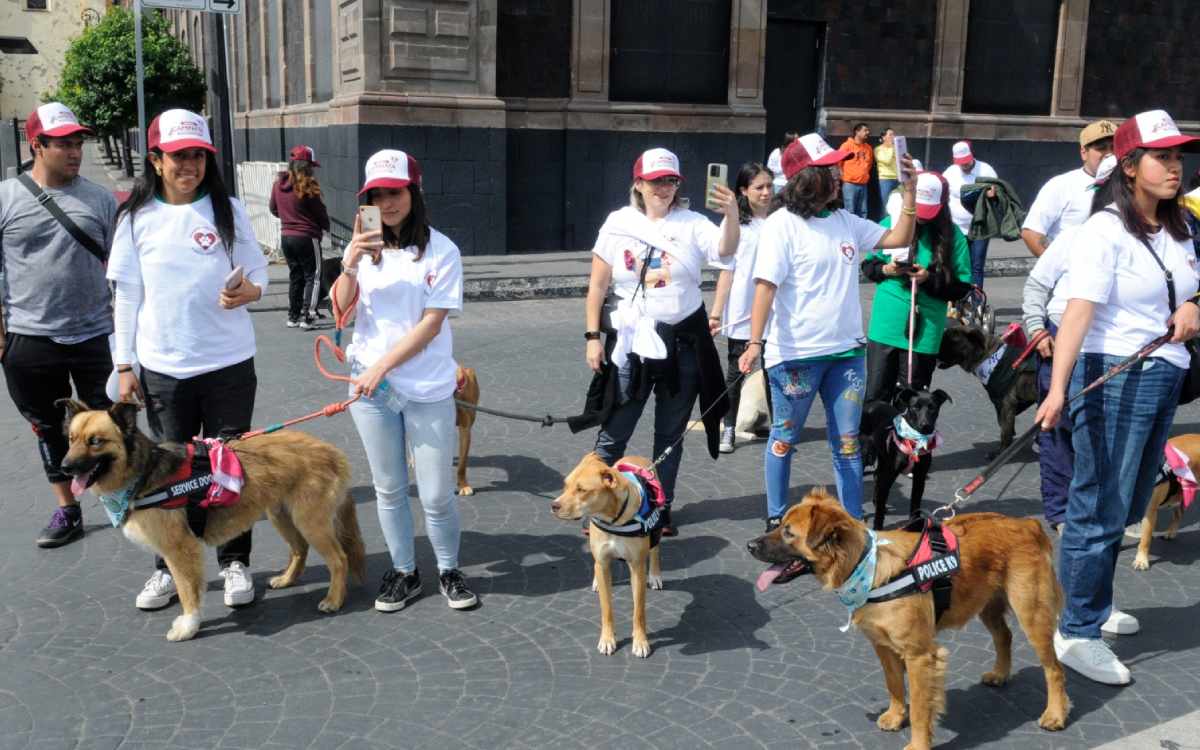 cuida a tus mascotas con las caravanas bienestar en edomex