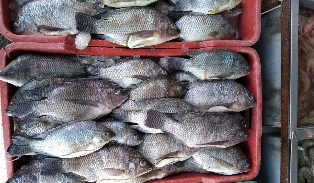 pescado en esta Cuaresma 2024