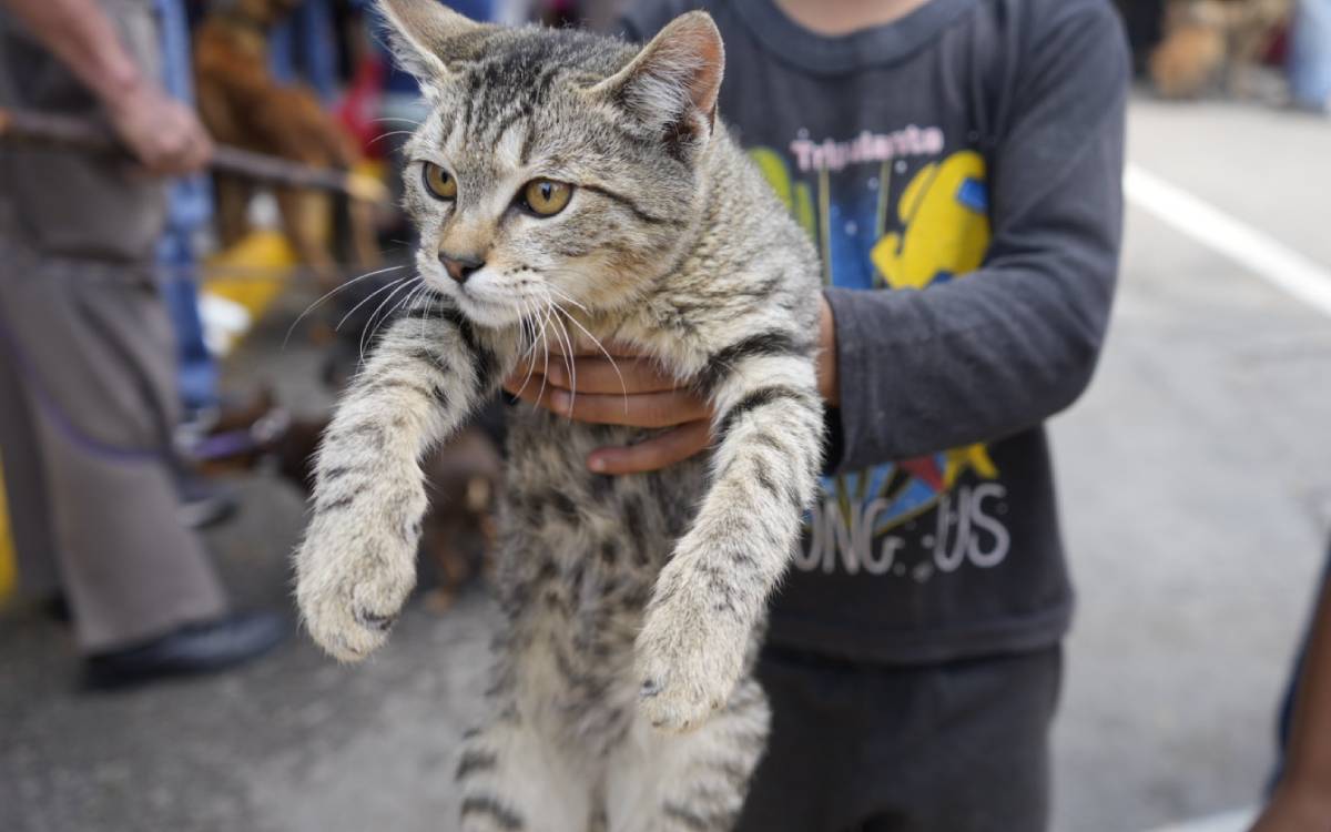 edomex proceso para adoptar perros y gatos