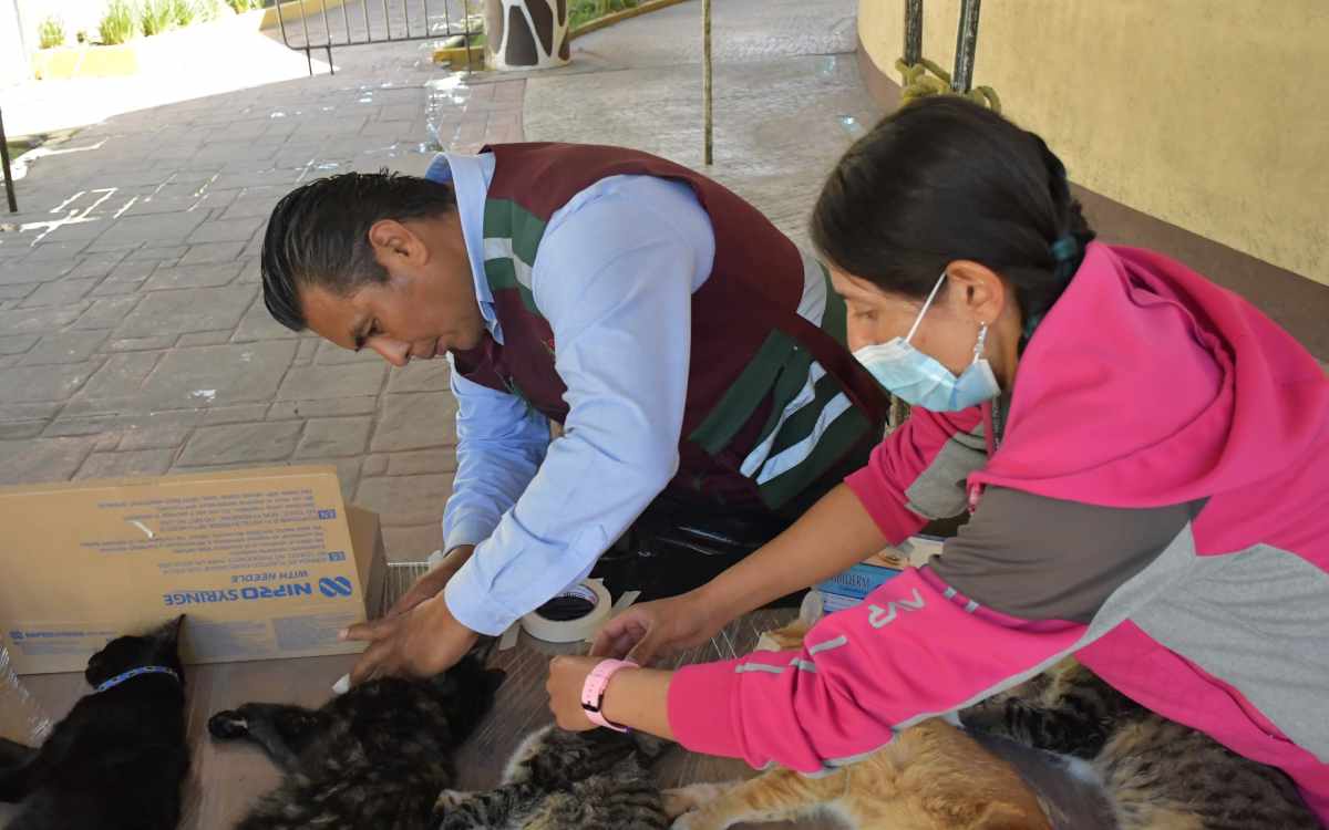 edomex tendra campañas esterilizacion mascotas