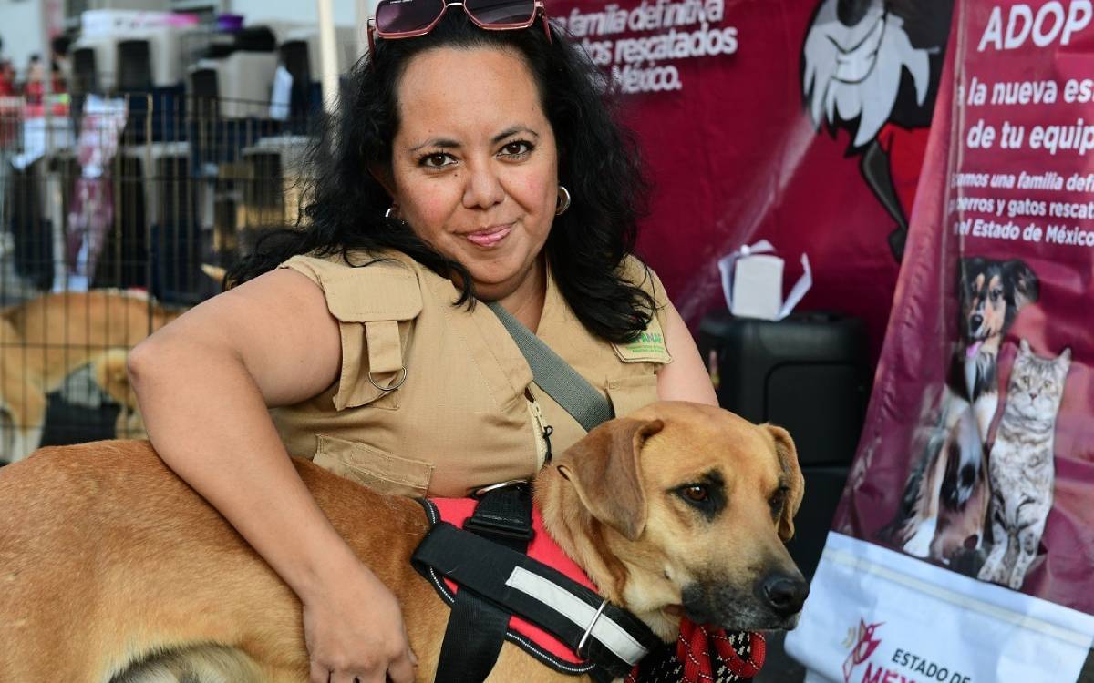 adopta un perro o gato en edomex