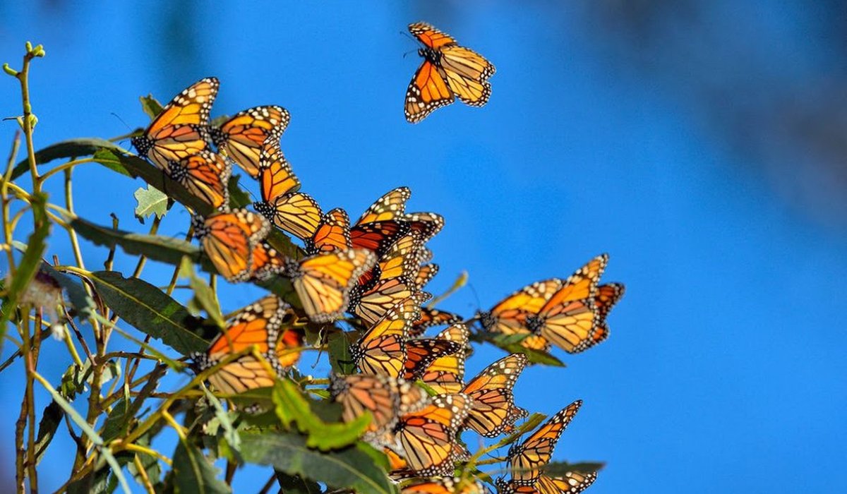 santuarios de la mariposa monarca