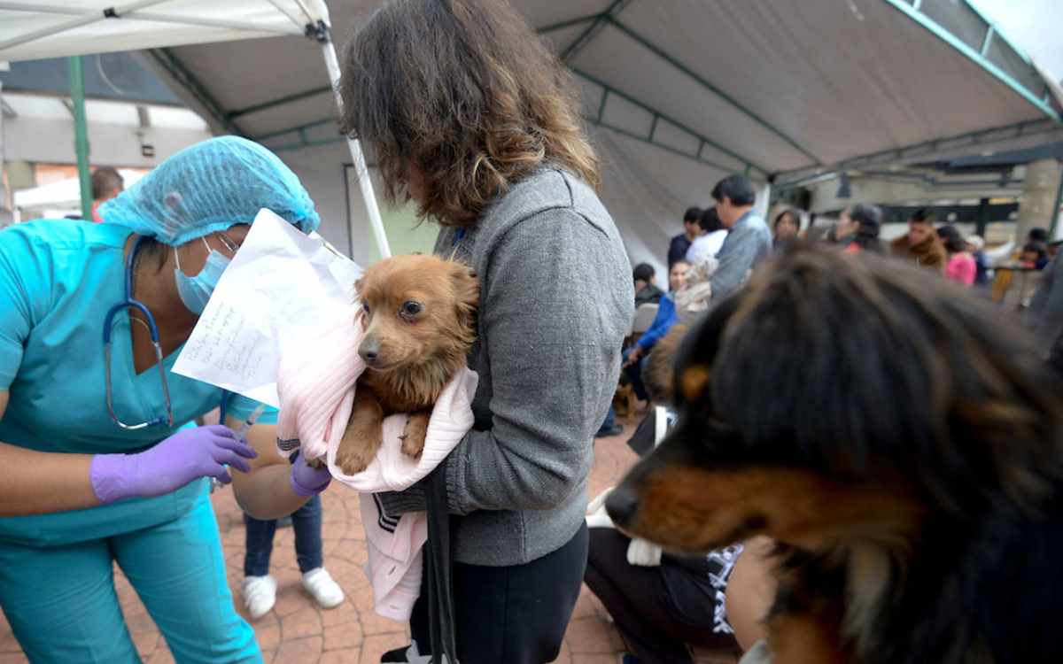 jornada de esterilizacion en santa maria totoltepec en toluca