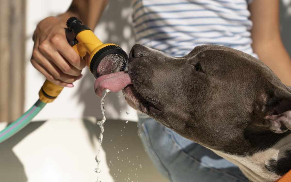 perro tomando agua para prevenir golpe de calor
