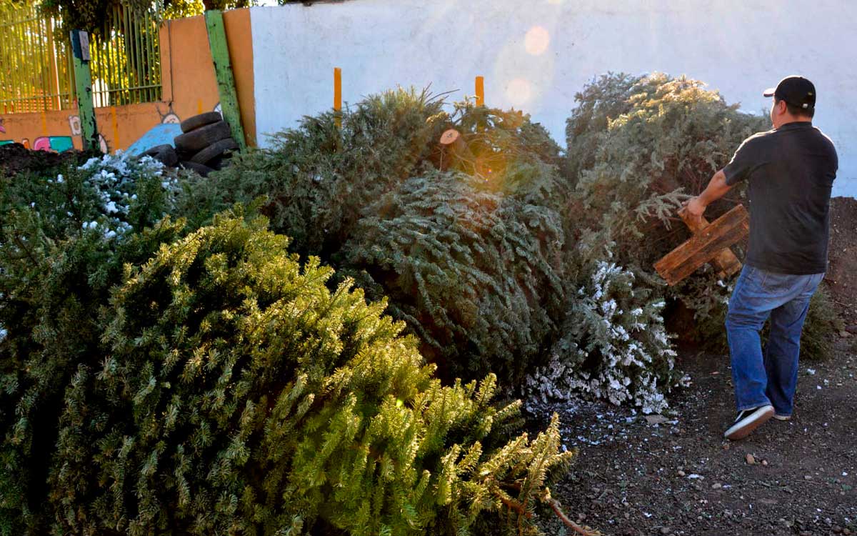 ciudadanos dejan arbol de navidad natural para reciclar en edomex 2024