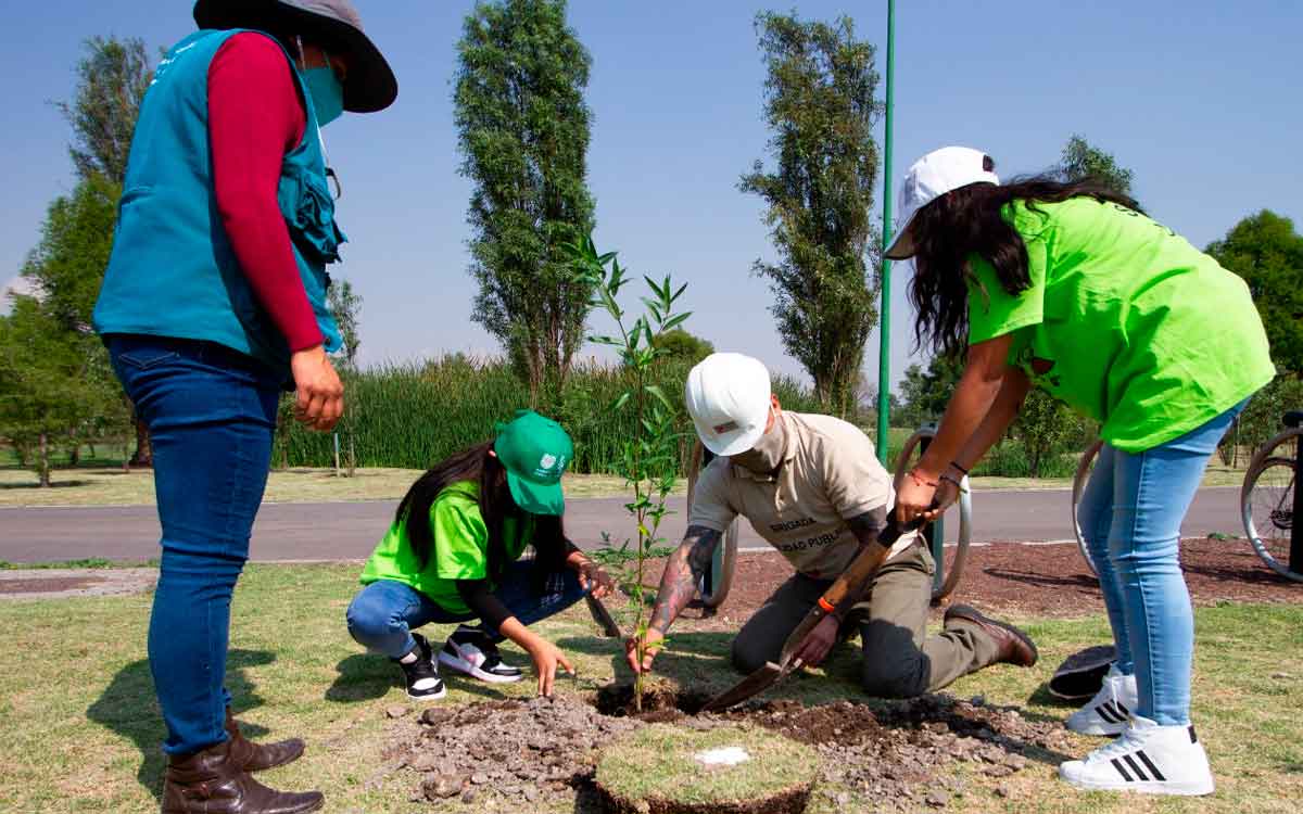 reforestacion en colonias de Toluca